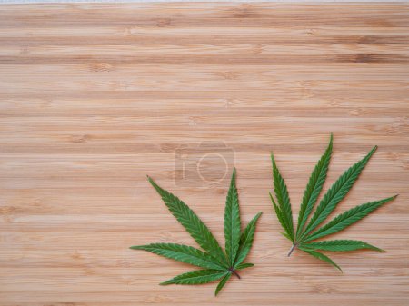 Téléchargez les photos : Two sativa marijuana leaves lie on the wooden kitchen countertop. Homegrown weed leaves sitting on the wood surface. Lush green indica leaves on wooden countertop. - en image libre de droit