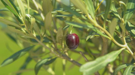 Téléchargez les photos : CLOSE UP, DOF : Vue détaillée d'une olive violette se balançant avec les branches d'olivier. Par une belle journée d'été, des vents chauds soufflent sur une plantation d'oliviers. Gros plan de la délicate branche d'olivier. - en image libre de droit