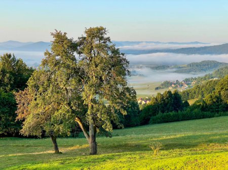 Téléchargez les photos : Lone deciduous tree in the middle of a lush green pasture overlooks the foggy Slovenian countryside. Idyllic view of the foggy rural landscape near Sticna, Slovenia on a sunny morning in springtime. - en image libre de droit