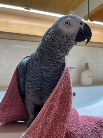 Photo for VERTICAL, CLOSE UP, PORTRAIT: Curious african grey parrot looks into the camera after taking a warm bath. Funny close up shot of a curious little tropical parakeet wrapped into a soft red towel. - Royalty Free Image