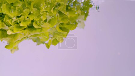 Foto de CLOSE UP, COPY SPACE: A head of romaine lettuce falls into a container full of fresh water. Cinematic shot of ripe green iceberg lettuce leaves getting washed in cold water. Lettuce falls into water. - Imagen libre de derechos