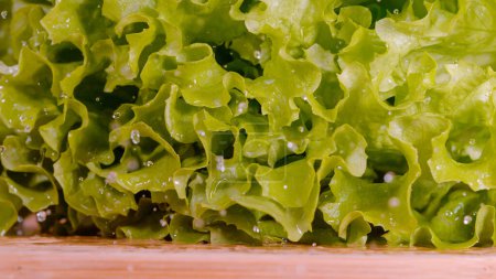 Téléchargez les photos : MACRO, DOF: A wet head of ripe iceberg lettuce falls on the wooden cutting board. Glassy mist and droplets of water get shaken off the leaves of a falling romaine lettuce. Shot of falling lettuce. - en image libre de droit