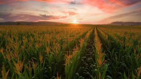 Téléchargez les photos : AÉRIAL, LENS FLARE : Vue de drone sur un champ de maïs sans fin qui s'étend à travers la campagne tranquille. Survoler un vaste champ de maïs prêt pour la récolte lors d'une soirée d'été pittoresque éclairée d'or. - en image libre de droit