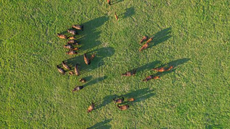 Téléchargez les photos : Idyllic drone shot of a herd of horses scattered across golden-lit countryside. Flying over adult horses and foals grazing in the green rural landscape on a sunny summer afternoon. - en image libre de droit