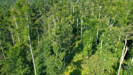 Téléchargez les photos : AÉRIAL : Point de vue d'un drone sur les bois verdoyants des collines rurales d'Europe centrale. Survolant une forêt verdoyante couvrant les montagnes pittoresques de Slovénie. Vue aérienne de bois vibrants. - en image libre de droit