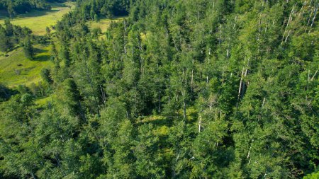 Téléchargez les photos : AÉRIAL : Survoler une forêt verdoyante couvrant les montagnes pittoresques de Slovénie. Point de vue de drone des bois verdoyants luxuriants dans les collines rurales en Europe centrale. Vue aérienne de bois vibrants. - en image libre de droit
