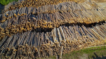 Foto de AERIAL: Vista de drones de innumerables troncos de pino apilados y listos para su posterior producción. Volando alrededor de pilas masivas de troncos procesados listos para la exportación internacional desde una planta de procesamiento de madera. - Imagen libre de derechos