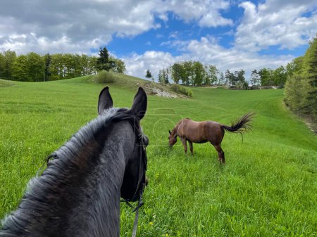 Téléchargez les photos : POV: Scenic first person view of riding a dark brown horse in the vibrant summertime countryside. Riding a chestnut horse toward a mare grazing in the blooming meadow. Exploring the ranch on horseback - en image libre de droit