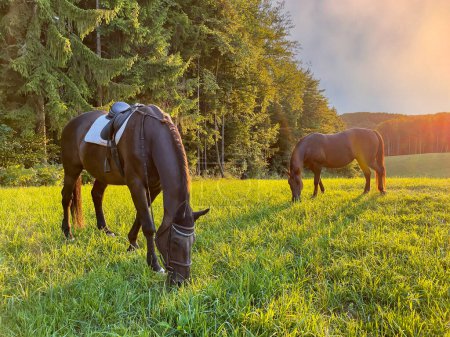 Téléchargez les photos : AÉRIAL, LENS FLARE : Point de vue de drone scénique de chevaux jeunes et adultes pâturant dans la prairie verdoyante au lever du soleil. Les rayons de soleil dorés du soir d'été brillent sur un troupeau de chevaux broutant à la campagne. - en image libre de droit