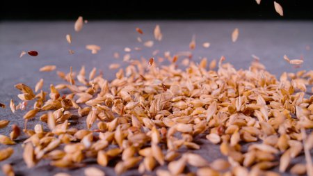 Téléchargez les photos : CLOSE UP, BOKEH: Wheat grains and flaxseeds being dropped on an evenly scattered pile on grey surface. Detailed view of seed mixture downfall. Falling wheat and linseed mixture in shallow focus. - en image libre de droit