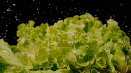 Téléchargez les photos : CLOSE UP, BOKEH: Water drops falling over fresh green lettuce with black background. Fresh and healthy green lettuce leaves sprayed with water droplets. Sprinkled leafy salad in shallow focus. - en image libre de droit