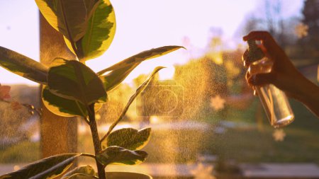 Téléchargez les photos : Female hand spraying leaves of rubber tree backlit with golden light. Spray shine from a spray bottle while refreshing leaves of domestic plant. Indoor gardening in beautiful light. - en image libre de droit