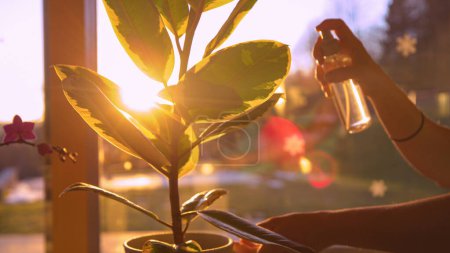 Téléchargez les photos : Female hand spraying leaves of ficus elastica backlit with golden light. Spray shine from a spray bottle while refreshing leaves of domestic plant. Indoor gardening in beautiful light. - en image libre de droit