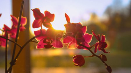 Téléchargez les photos : Detailed shot of blossoming purple orchid backlit with sunlight. Beautiful purple blooming orchid bathing in golden light. Sun shining through colourful orchid flowers in home living room. - en image libre de droit