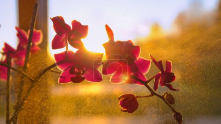 Photo for Gentle water spraying of blooming potted orchid backlit with golden light. Spray shine while refreshing leaves of domestic flowering plant. Indoor gardening in beautiful afternoon light. - Royalty Free Image