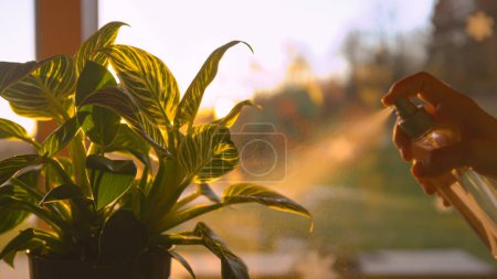 Téléchargez les photos : Female hand moisturizing potted philodendron white wave plant in golden sunlight. Sun flare and golden spray shine while watering tropical plant. Urban jungle maintenance in beautiful light. - en image libre de droit