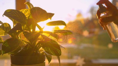 Téléchargez les photos : Sun shining through green houseplant while being sprinkled. Sun flare and golden spray shine while watering philodendron white wave. Urban jungle maintenance in beautiful afternoon light. - en image libre de droit