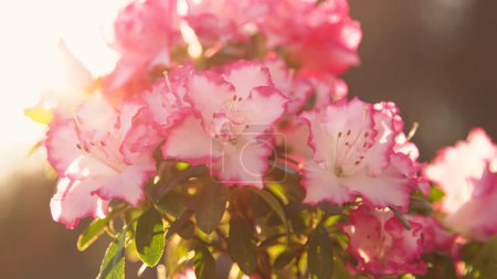 Foto de Sun rays shining over lush blooming white azalea flowers with pink edges. Beautiful azalea blossoms in spring garden. Vibrant azalea flower head in backlit with golden sunlight. - Imagen libre de derechos