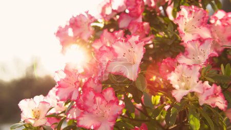 Foto de Sun rays gently touching beautiful white azalea flowers. Bright and beautiful azalea blossom in spring garden. Vibrant azalea flower blooming in flattering morning golden sunlight. - Imagen libre de derechos