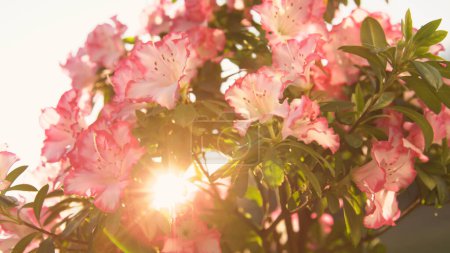 Foto de Sun rays shining through blooming azalea with white flowers. Bright and beautiful azalea blossom in sunny spring garden. Warm spring sun rays gently shining through flowering azalea. - Imagen libre de derechos