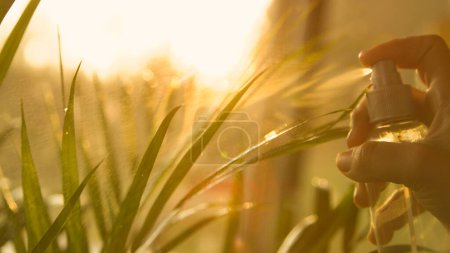 Photo for Female hand gently spraying sunlit lush green areca palm leaves. Sun flare and sprinkle shine while watering golden cane palm. Urban jungle maintenance in beautiful golden afternoon sunlight - Royalty Free Image