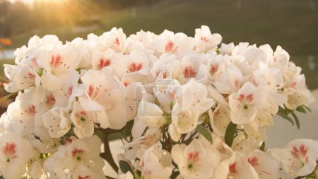Photo for Sun rays gently touching lush blooming white azalea flower. Bright and beautiful azalea blossom in spring garden. Flowering azalea flower blooming in flattering morning golden light. - Royalty Free Image