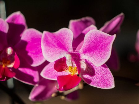 Foto de CLOSE UP: Detailed shot of delicate purple orchid flower with dark background. Beautiful purple blooming orchid bathing in sunlight. Blossoming interior pink moon orchid houseplant with aromatic scent - Imagen libre de derechos