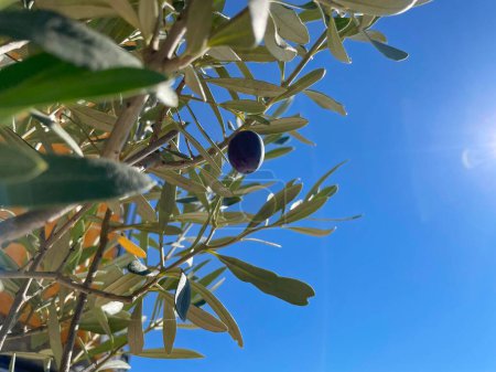 Téléchargez les photos : BOTTOM UP: Low angle view of ripe olive fruit hanging from the olive tree branch. Sunlit unharvested single black olive among green leaves. Growing basic ingredient of healthy Mediterranean cuisine. - en image libre de droit