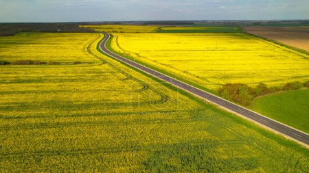 Photo for AERIAL: Asphalt highway road surrounded with yellow fields of rapeseed in springtime. Asphalt road for travelling through gorgeous blossoming countryside. Flowering field mustard in the countryside. - Royalty Free Image