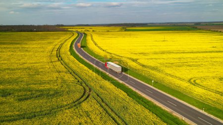 Photo for AERIAL: Delivery cargo trucks driving along countryside motorway surrounded with yellow fields of field mustard. Convoy of vehicles driving through the flowering yellow rapeseed fields in springtime. - Royalty Free Image