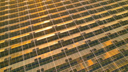 Photo for AERIAL, CLOSE UP: Golden sunlight reflecting from the roof of farming greenhouse. Glasshouse building for weather independent organic vegetables production. Modern food production agricultural estate. - Royalty Free Image