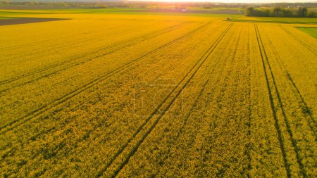 Photo for AERIAL: Beautiful view of flowering field mustard farmland bathing in sunlight. Scenic flight over big agricultural field planted with numerous yellow flowers of brassica rapa blossoming in springtime - Royalty Free Image