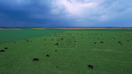 Téléchargez les photos : AÉRIEN : Grand troupeau de bovins pâturant sur une prairie verte par une journée d'été nuageuse. Élevage de bovins destinés à la production laitière. Animaux de ferme à la campagne pâturage sur un pâturage verdoyant avant la tempête. - en image libre de droit