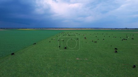 Foto de AERIAL: Gran manada de vacas mientras pastan en un pasto verde bajo oscuras nubes de tormenta. Ganadería con fines de producción lechera. Animales de granja en el campo pastando en un prado durante el verano - Imagen libre de derechos