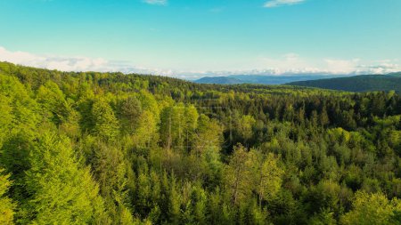 Téléchargez les photos : AERIAL: Beautiful lush green woodland area with mixed trees on a sunny spring day. Vivid colors of forest trees in spring. Gorgeous canopies of deciduous and coniferous trees in many shades of green. - en image libre de droit