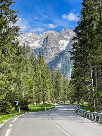 Foto de Asphalt mountain road winding through spruce forest in the middle of Dolomites. Picturesque alpine landscape in spring with green conifer trees and high mountain peaks with patches of spring snow. - Imagen libre de derechos