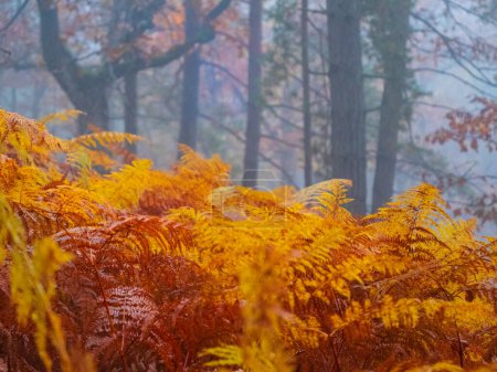 Foto de Glowing golden brown colored eagle fern leaves in autumn forest on a foggy day. Beautiful lush fern fronds in vivid color palette of fall season shining in the embrace of misty autumn woodland. - Imagen libre de derechos