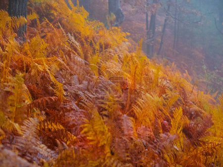 Téléchargez les photos : Lush eagle fern leaves colored in golden brown shades in autumn misty forest. Beautiful fern leafage glowing in warm color palette of fall season in the embrace of autumn woodland on a foggy day. - en image libre de droit