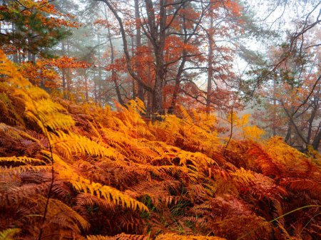 Téléchargez les photos : Turning leaves of eagle fern in vibrant shades of fall season in misty forest. Colorful fern foliage glowing in warm color palette of autumn season in the embrace of lush woodland on a foggy day. - en image libre de droit
