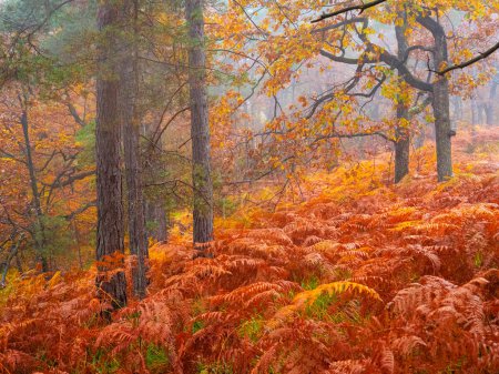 Téléchargez les photos : Vibrant shades of autumn coloring lush eagle fern foliage in lush misty forest. Colorful fern foliage glowing in warm color palette of autumn season in the embrace of lush woodland on a foggy day. - en image libre de droit