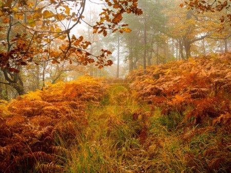 Téléchargez les photos : Colorful tree leaves surrounding overgrown woodland path on a moody fall day. Beautiful autumn colored forest area on a fogy day. Vivid orange yellow shades of autumn spreading through forest leafage. - en image libre de droit