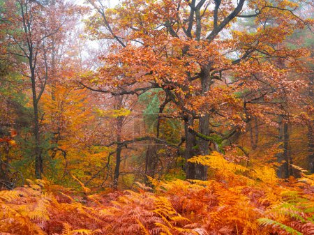 Téléchargez les photos : Forest leafage glowing in warm vibrant shades of autumn season in foggy forest. Beautiful autumn colored woodland on a moody and fogy day in fall. Vivid orange yellow shades coloring forest leafage. - en image libre de droit