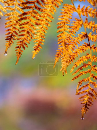 Téléchargez les photos : Raindrops sliding down the autumn eagle fern leaf. Colorful forest foliage on a rainy day in fall season. Golden brown colored fern frond with waterdrops in autumn rain. - en image libre de droit
