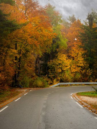 Téléchargez les photos : Wet asphalt road leading through autumn forest in vibrant colors on a rainy day. Moist paved road in the embrace of lush forest trees in amazing shades of fall season. Beautiful woods in fall shades. - en image libre de droit