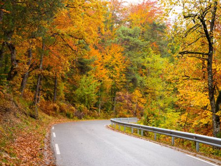 Téléchargez les photos : Moist winding asphalt road in the embrace of lush and colorful autumn forest. Wet paved road leading through forest in vibrant colors of fall season on a rainy day. Beautiful woods in fall shades. - en image libre de droit