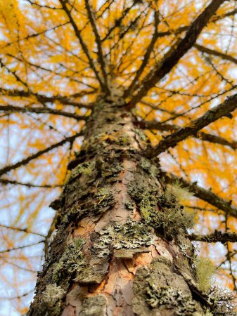 Téléchargez les photos : CLOSE UP, BOTTOM UP: Gorgeous view of tall larch tree trunk in autumn colors. Amazing details of larch trunk with moss and wood lichen with vibrant yellow needles in the background in fall season. - en image libre de droit