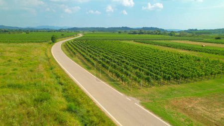 Téléchargez les photos : AERIAL: Winding paved road passing gorgeous wine country with numerous vineyards. Lush green countryside cultivated with grapevines and green meadows. Wonderful view of idyllic winemaking region. - en image libre de droit