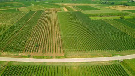 Téléchargez les photos : AERIAL: Asphalt road crossing lush green countryside cultivated with grapevines. Wine country with amazing pattern of perfectly aligned rows of vines. Wonderful view of idyllic winemaking region. - en image libre de droit