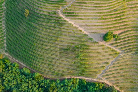 Foto de AERIAL, TOP DOWN: Amazing vineyard with changing fall leaves and dividing path. Perfectly aligned rows of vines ready for autumn season harvest forming a beautiful pattern in a well-kept vineyard. - Imagen libre de derechos
