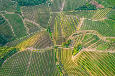Foto de AERIAL: Lovely view of wine country with vineyards pattern across the hillsides. Vines ready for autumn season harvest forming a beautiful pattern in well-kept vineyards dappling in golden light. - Imagen libre de derechos